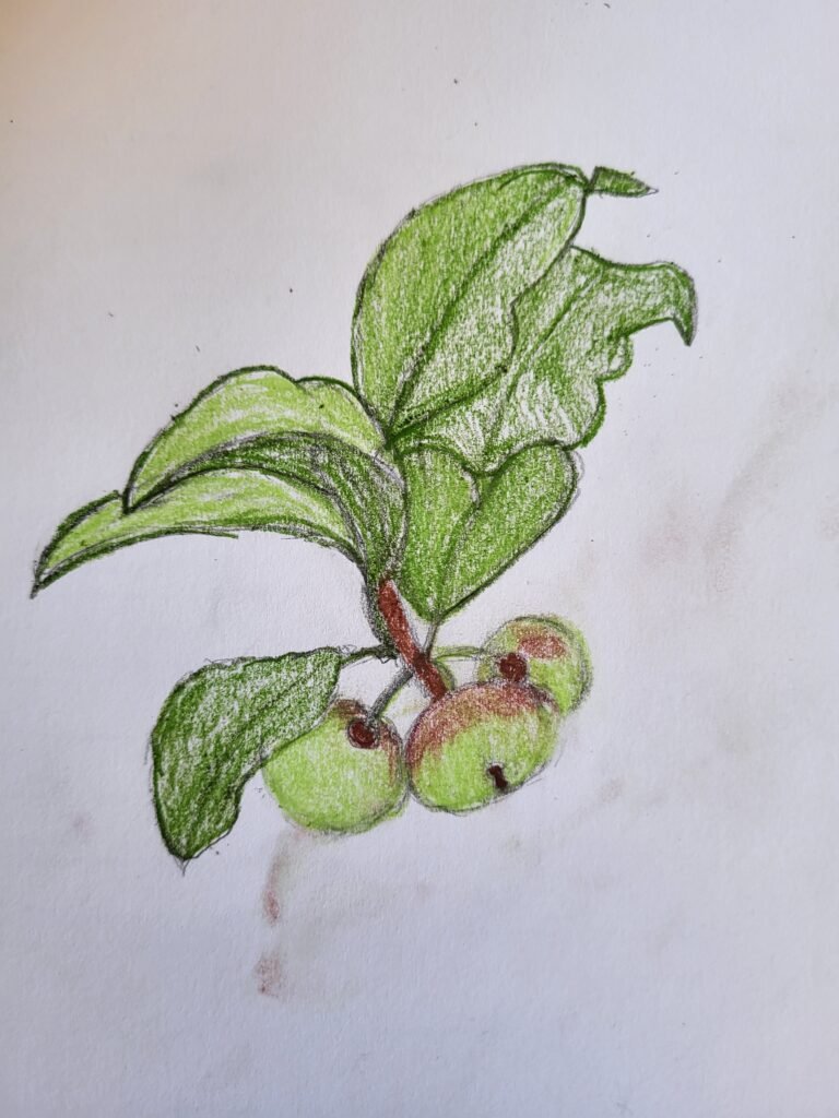 Sketch of apples